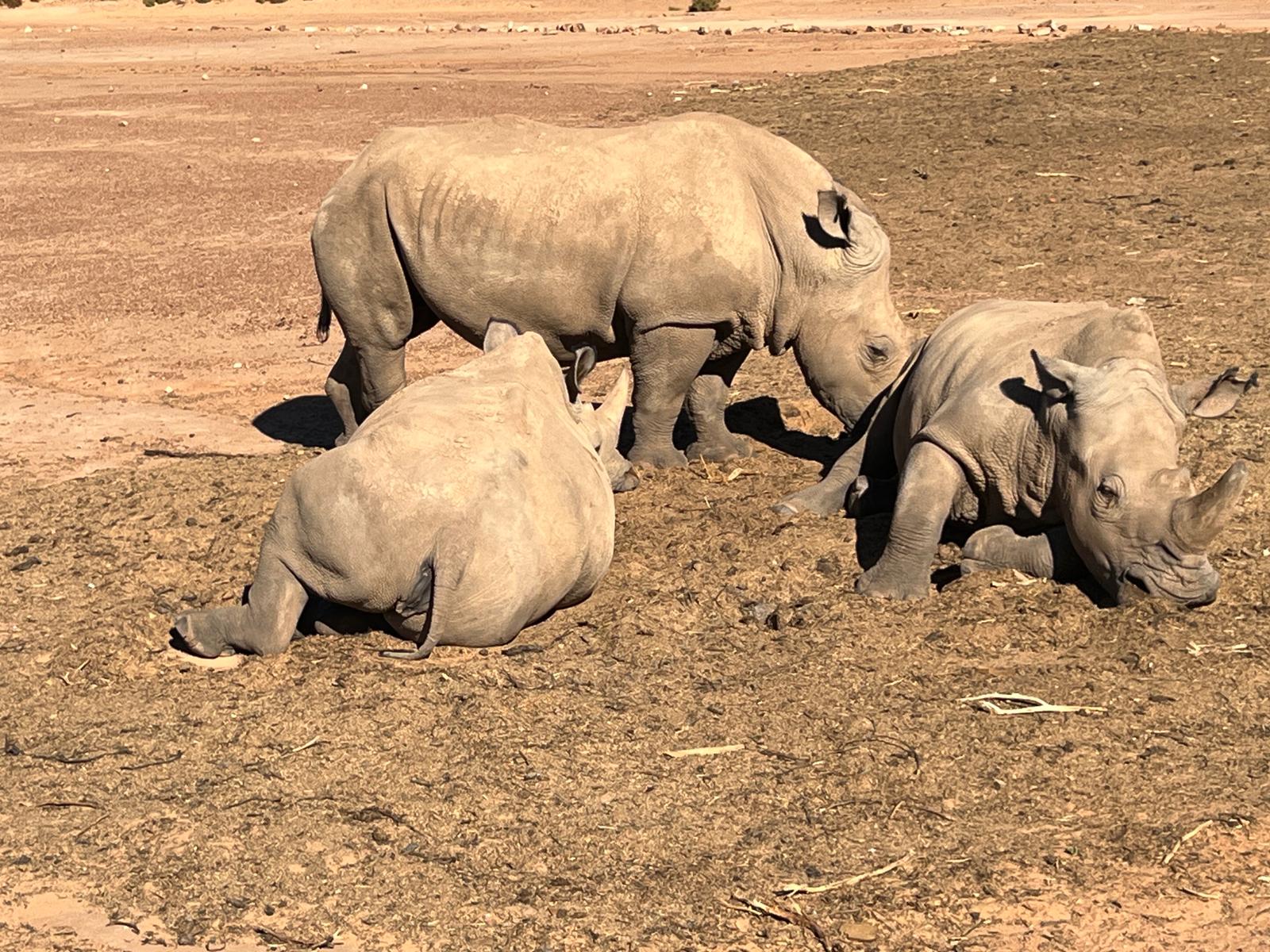 Aquila Game Reserve - Safari 17